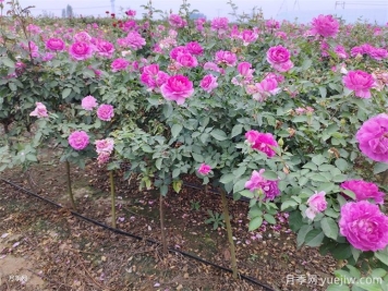 月季用什么土壤種植最好？