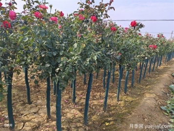 樹(shù)狀月季的四季養(yǎng)護(hù)技巧