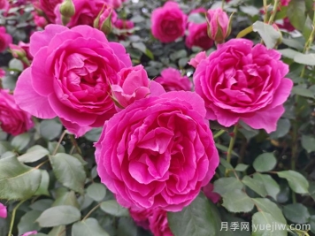 6種復(fù)花能力強(qiáng)的藤本月季，爬藤開(kāi)花機(jī)器