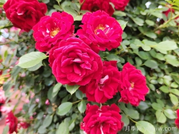中國(guó)古典園林中常栽的五類樹木