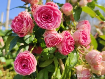 花友決定淘汰4個(gè)月季品種，養(yǎng)花路上你放棄什么？