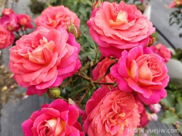 常見(jiàn)花卉的花語(yǔ)，不同節(jié)日的送花選擇