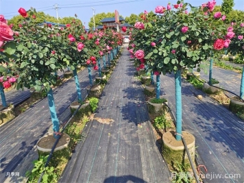 園林苗木從苗圃到工地過(guò)程，教你成為苗木養(yǎng)護(hù)專家