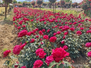 園林綠化工程為什么在春季種植月季？