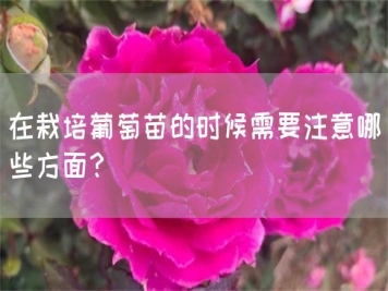 在栽培葡萄苗的時候需要注意哪些方面？
