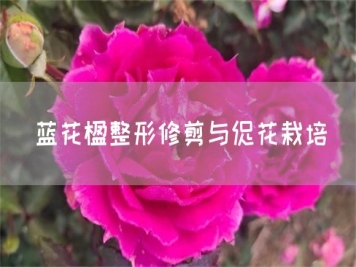 藍花楹整形修剪與促花栽培