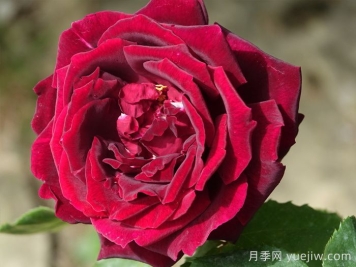 推薦21種濃香紅色月季品種，展示紅玫瑰的魅力