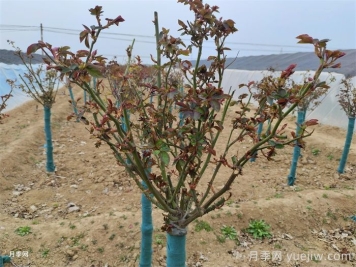春天月季發(fā)芽期的管理辦法，注意給肥和抹芽