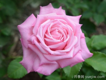 貝琳達之夢月季/貝琳達夢想