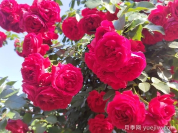?重新了解月季，月季的習(xí)性、養(yǎng)花、時(shí)間