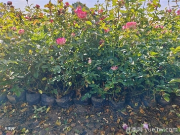 盆栽微型月季的養(yǎng)殖辦法，做好三點(diǎn)開(kāi)花不斷