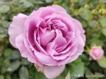 賞中國月季文化，詩詠月季花