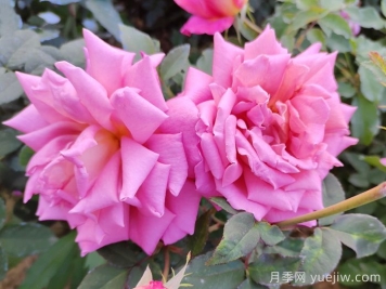 月季花施肥如何延長(zhǎng)觀賞期？