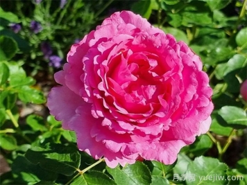 伊芙伯爵月季，伊芙系列開山鼻祖
