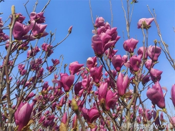 南陽南召：打造省級(jí)玉蘭科研平臺(tái)