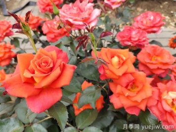 月季必看，月季養(yǎng)護(hù)夏季有技巧