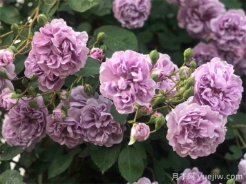 藍(lán)色陰雨月季，藍(lán)紫色藤本月季推薦