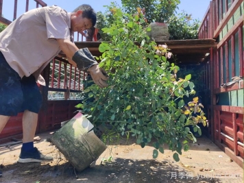 月季花的修剪技巧是什么？如何讓月季花開得更漂亮？