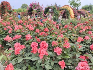 如何打造一個月季花園？品種選擇、花園規(guī)劃、工具準(zhǔn)備