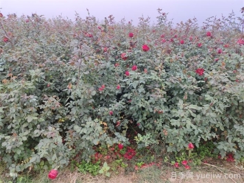 月季產(chǎn)生肥害，月季花施肥的正確方法是什么？  
