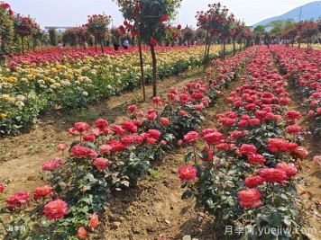 園林景觀設計中的花木配置和原則
