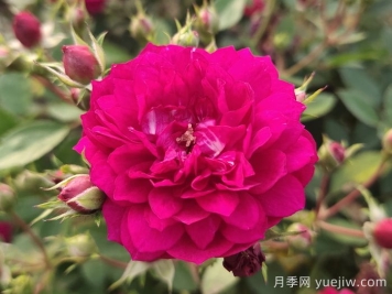 甜蜜馬車微型月季難種嗎？甜蜜馬車該如何養(yǎng)？