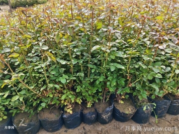 春季苗木移栽沒有成活，總結(jié)苗木死亡的八大原因