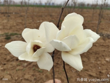 六種玉蘭介紹：白玉蘭、紫玉蘭、二喬玉蘭、望春玉蘭、飛黃玉蘭、寶華玉蘭