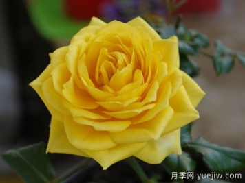 月季推薦，陽光海灘月季