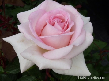 月季推薦，園藝王子月季