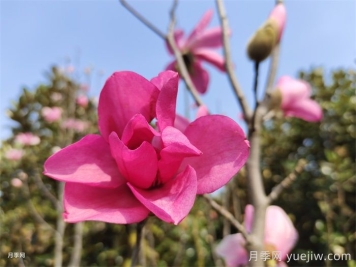 玉蘭為何被稱為望春花？
