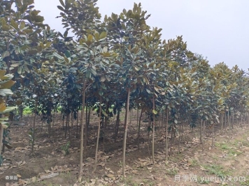 南陽南召?gòu)V玉蘭苗木栽培注意事項(xiàng)