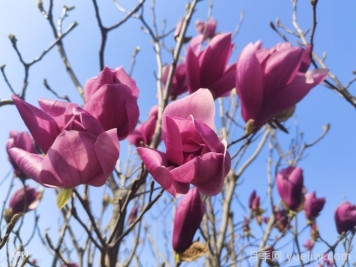 庭院栽上一棵玉蘭花，花團(tuán)錦簇滿院飄香
