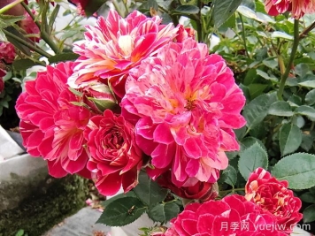 如何選擇適合自己的月季花？