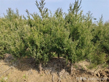 四類花木在庭院種植時要避開