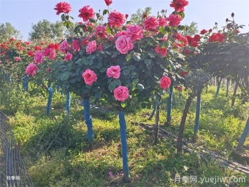 嫁接樹狀月季了，時間方法交給你