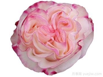 可愛教主月季/小可愛/非?？蓯? title=