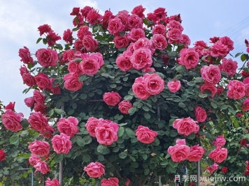 一棵樹(shù)狀月季四季美麗，月季樹(shù)的特點(diǎn)和養(yǎng)護(hù)