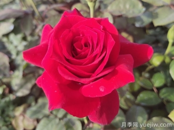 月季花有什么顏色？花色總結(jié)