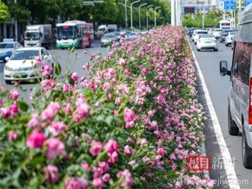 湖北武漢月季炸街，月季成道路顏值擔當