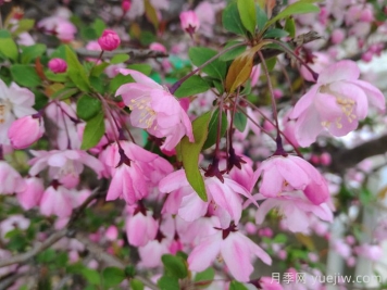 垂絲海棠和西府海棠有什么區(qū)別？