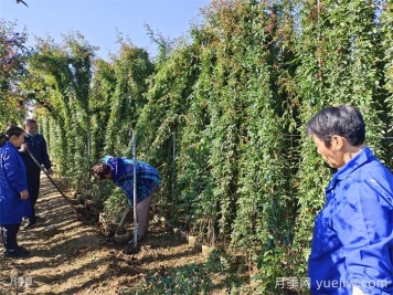 藤本月季生長速度快慢，該怎么辦？