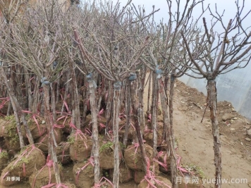 樹(shù)狀月季花能耐零下多少度低溫？