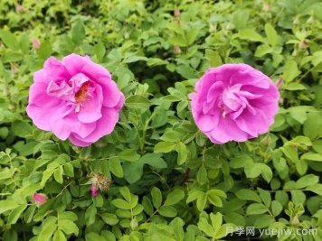 春天是否有四季玫瑰花？