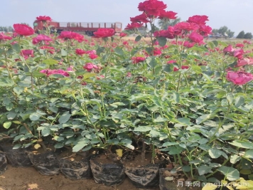 月季苗什么時候移栽好？夏天能買月季苗么？
