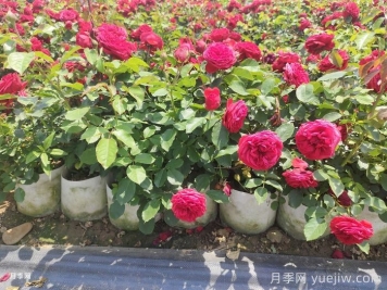 月季苗什么季節(jié)種植最好？春秋季種月季注意點