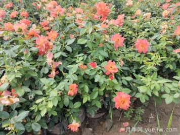 月季苗小不要緊，教你半年長成兩加侖開爆花