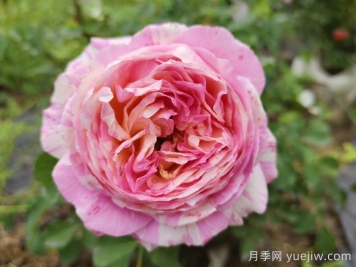 推薦6款條紋月季品種，別致美麗吸引眼球