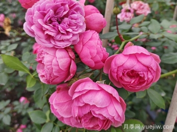 月季花頭上長(zhǎng)好多蟲要剪掉嗎？