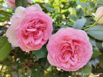 月季枯萎了還能活過來嗎？月季花垂頭了怎么補(bǔ)救？